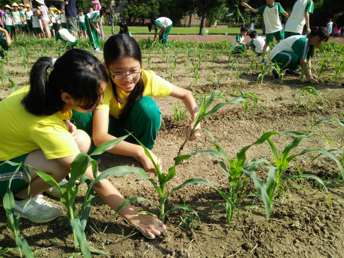 學生親手操作玉米田中的疏苗活動，感受農人們的辛勞