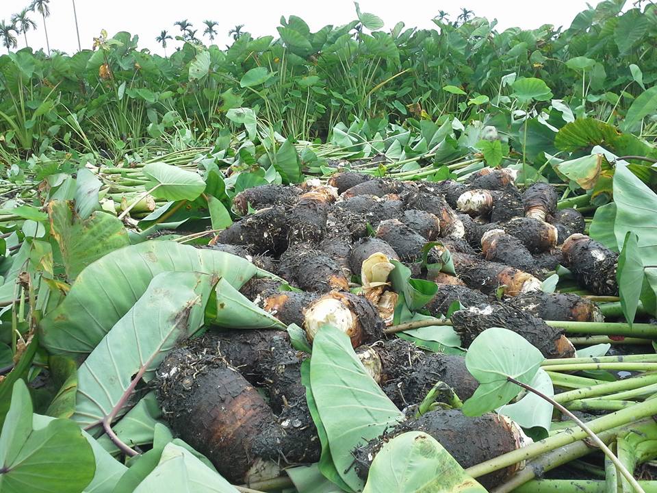芋頭的種植已發展出完整的工作鍊，剛從芋頭田裡挖出來的新鮮芋頭，大又香