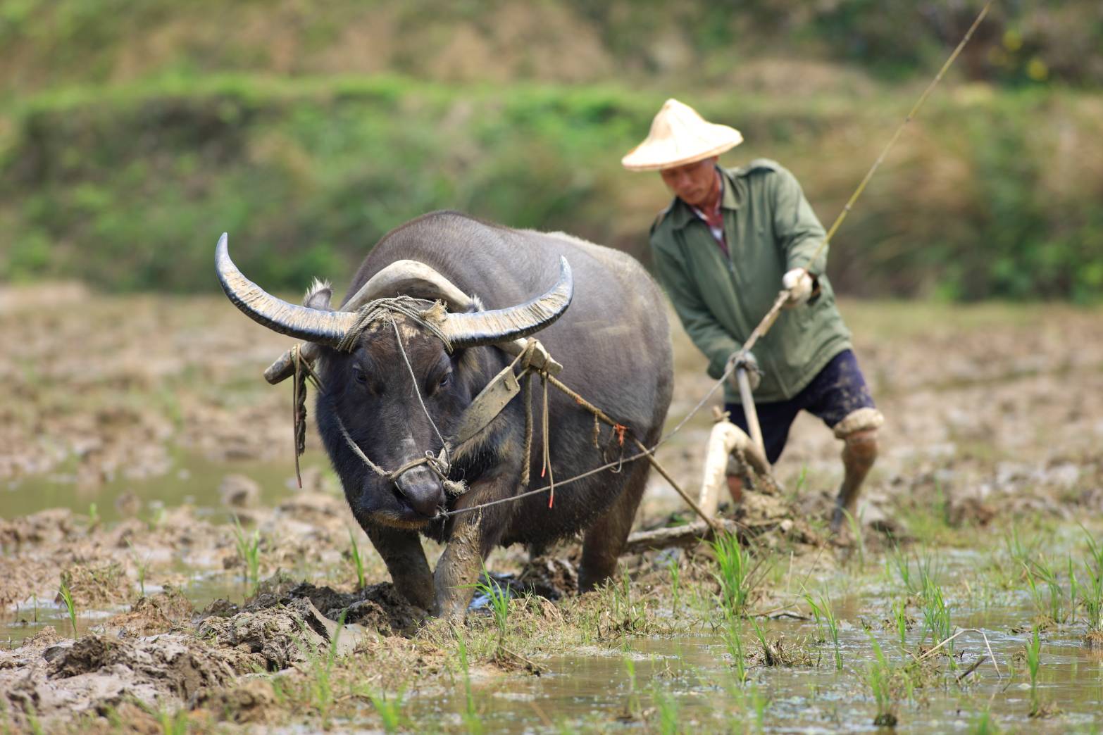 牛是梯田很重要的耕種幫手，幫助農夫耕田，翻攪田土。