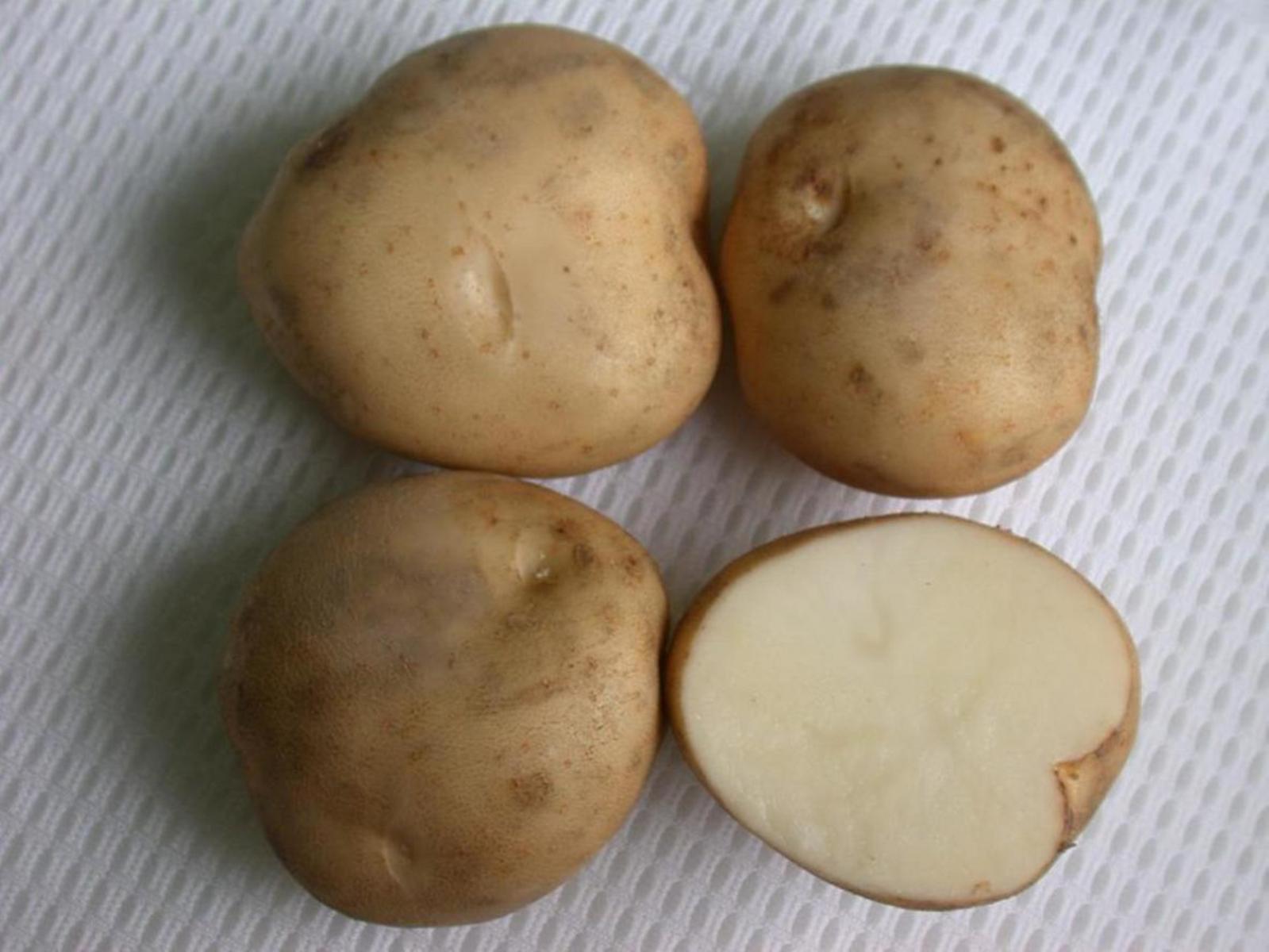 馬鈴薯是世界第四大糧食作物，僅次於稻米、玉米和小麥。