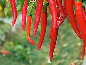 辣椒是許多最怕也最愛的作物，很多料理都會用到辣椒提味喔！