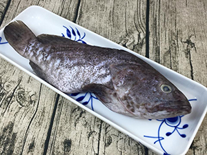 這就是好吃又美味的青斑石斑魚喔！