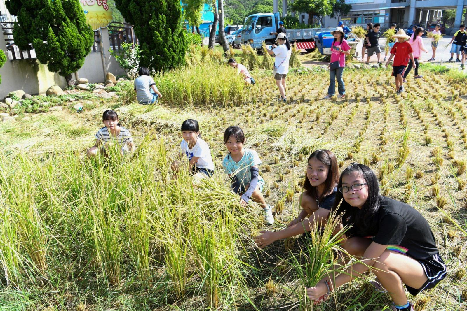 青草湖幸福農場　師生一同找「稻」幸福