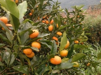 金棗原名為金柑，適合在雨量充沛的地方生長。