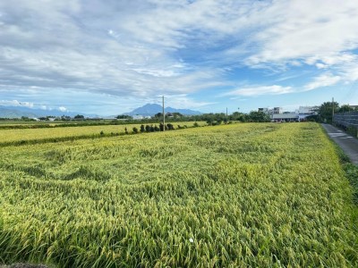 藍天稻田是農田最美的風景。