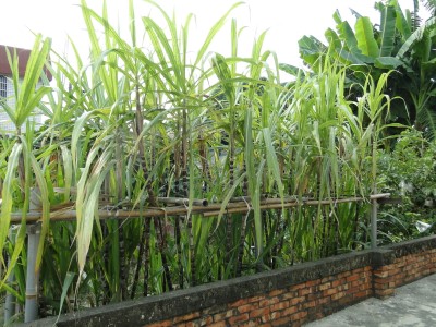 一根根的植物不是什麼大型雜草，是甘蔗。