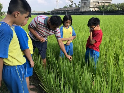 觀察稻米生長狀況。