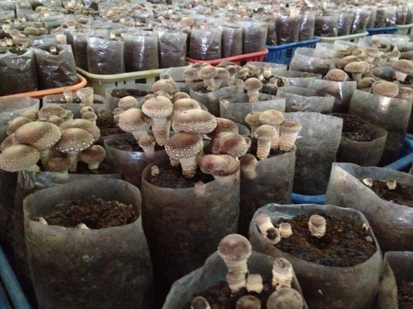 太空包栽培可以讓香菇一年四季都能產出。