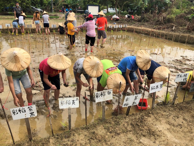 東山國小的實驗田栽種秈稻、粳稻與爪哇稻共計50個品種。