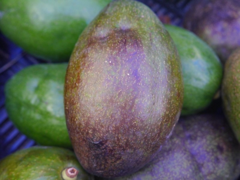 世界上最營養的水果—你不可不認識的酪梨