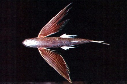 紫斑鰭飛魚，是常見的飛魚種，所有人都可以食用  (photo / 臺灣魚類資料庫　魚類生態與演化研究室拍攝)