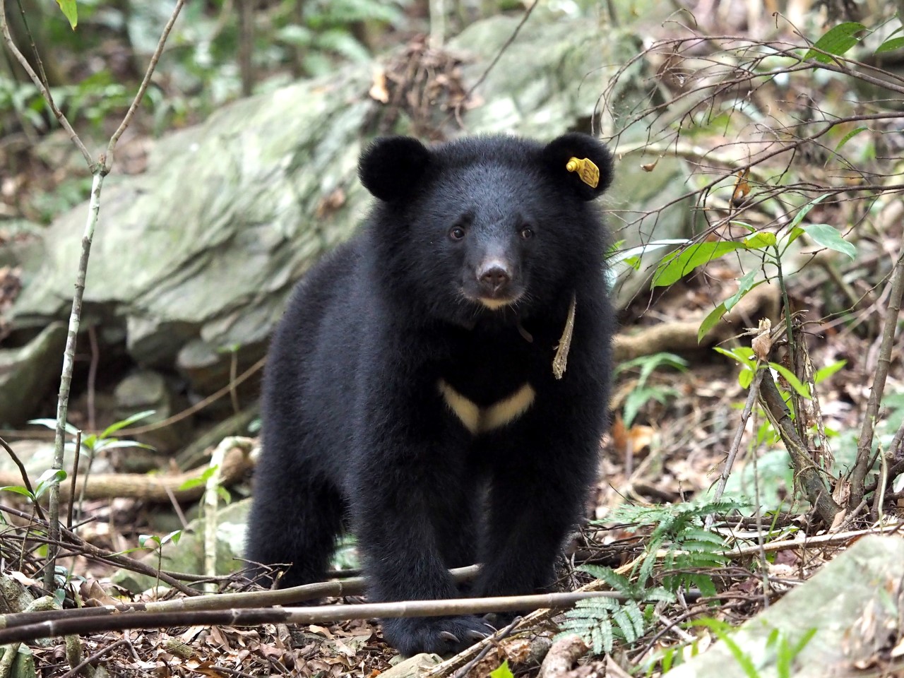 有些原住民狩獵文化，禁止捕獵黑熊。（photo/林務局）