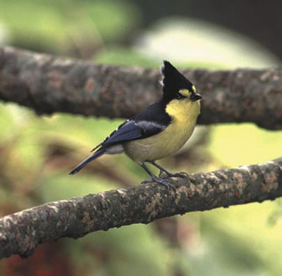 台灣的特有種鳥類