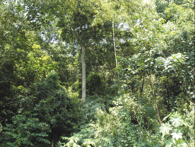 處於植群演替次期的次生林，在全島低地隨處可見
