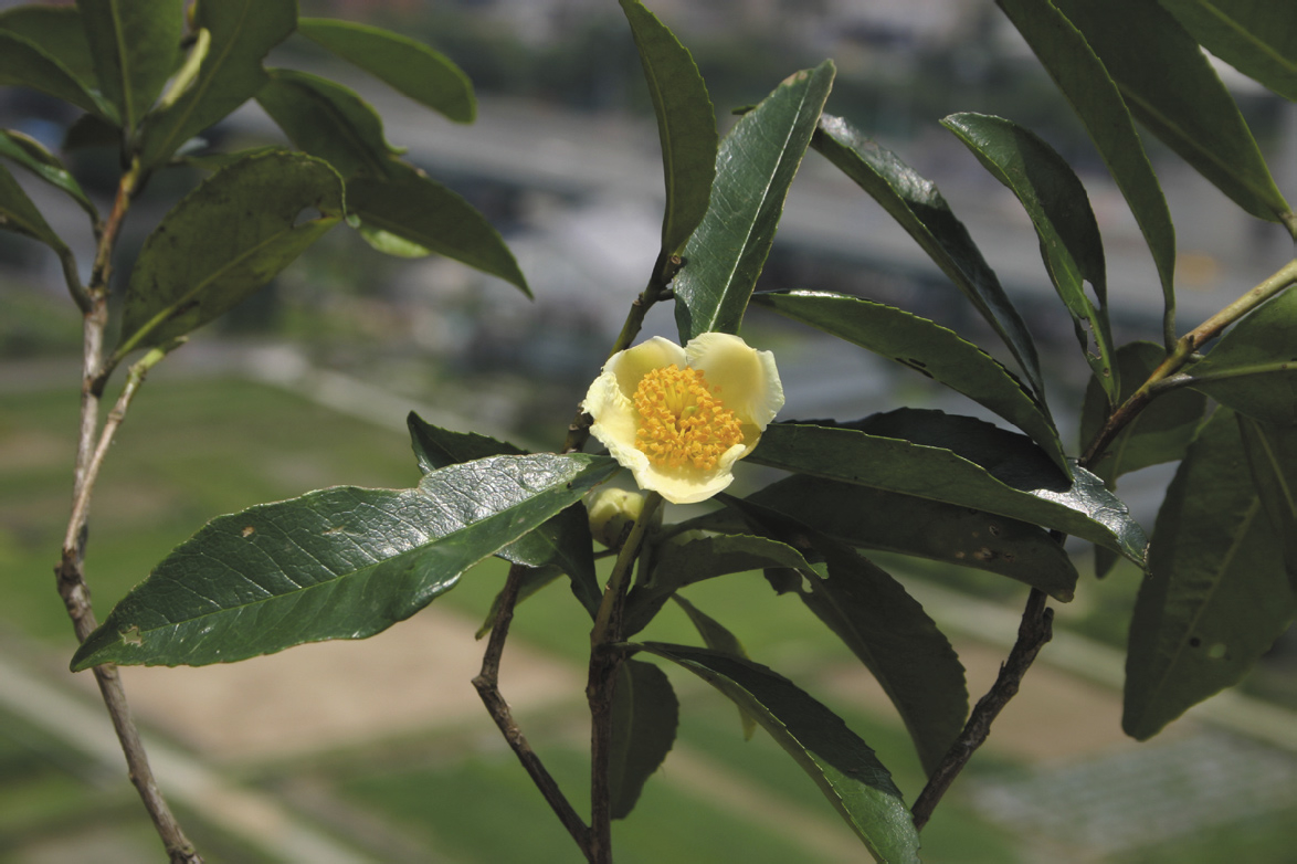 武威山烏皮茶的花朵雄蕊數多