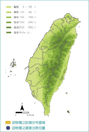 台灣著名的野生蘭-台灣蝴蝶蘭