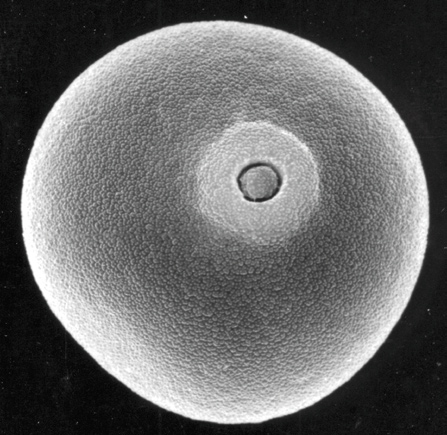 電子顯微鏡下水稻的花粉外觀