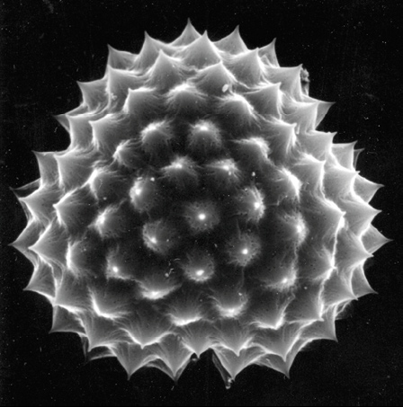 電子顯微鏡下的空中花粉