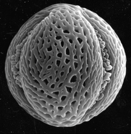 電子顯微鏡下的昆欄樹花粉