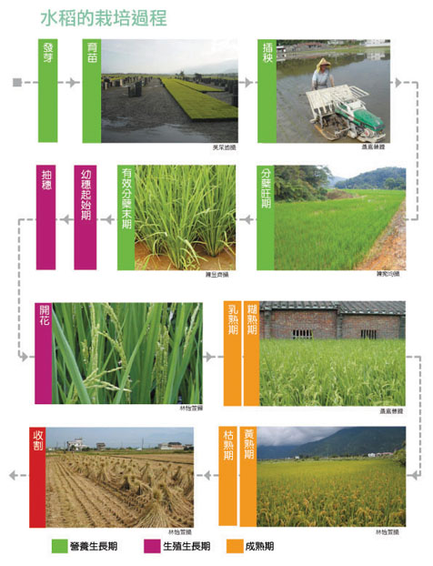 水稻的栽培過程