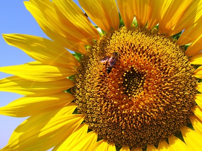 嗡嗡嗡～蜜蜂忙碌地採花蜜，向日葵的花蜜好多呀！