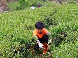 採茶前須先把茶園裡的雜草除掉，才能有效率的採茶