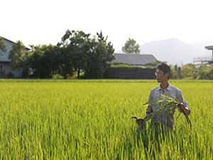 賴青松在燦爛的陽光下，刈下一把把黃澄澄的稻穗，用無農藥、化肥的栽培方式，陪伴守護著這幾甲稻田