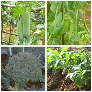 農園裡種植的各種有機蔬菜
