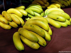 張萬燕栽種的有機香蕉呈現飽滿黃色，賣相很受歡迎
