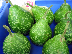 鄉田有機農場生產的蒲瓜（照片由洪翠蓮攝影）