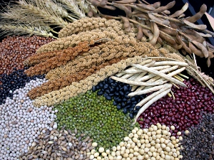 日常生活中不可或缺的五穀雜糧（照片來源：農業科技大展網站）