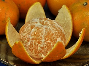 橘子果瓣上的脈紋很有營養，記得要一起吃唷！（照片來源：台南區農業改良場）