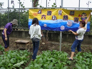 斗六國小校園內的有機菜園