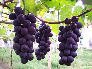 擁有漂亮紫黑果色的巨峰葡萄（照片來源：農業知識入口網）