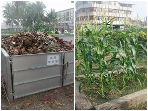 屏東大同國小的自製堆肥區（左）和玉米田（右）
