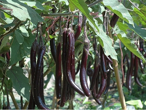 茄子夏季報到　深紫蔬菜更營養