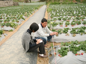 拜訪草莓產地讓葉怡蘭更深入了解這項作物，也拉近與生產者間的距離
