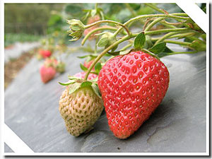 徐文發種草莓噴中藥　不必水洗就能吃