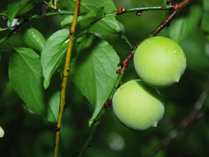梅子果實初熟時是綠色的，外皮有短柔毛