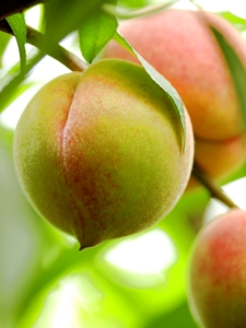 改良版的熱帶水蜜桃—甜蜜桃的產季比較早，四、五月就進入產季，甜蜜多汁的口感一點也不輸水蜜桃
