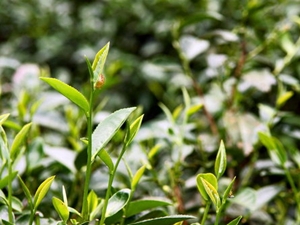 選擇茶樹嫩葉摘採靠的是長年累積的目測技巧
