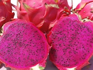火龍果紅白對抗　易種營養受歡迎