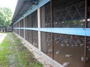 禽類養殖場有安全的防護，避免外面的禽鳥闖入造成防疫漏洞