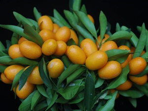 金柑外形為長橢圓形，香氣濃郁，果皮脆而甜，但果肉偏酸