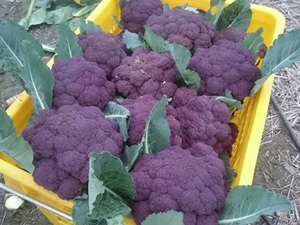 林伯伯挑戰改良的特殊蔬菜－紫色花椰菜