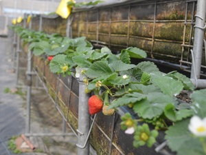用高架方式種草莓，可以避開因雨水分濺導致的病害，採收也更方便！