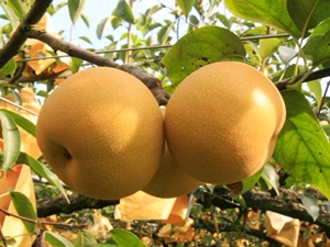 劉伯伯種的梨子又大又甜