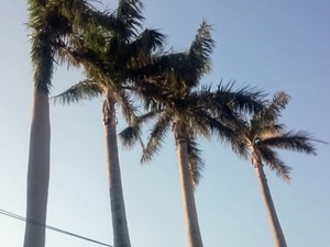 校園裡也看得到椰子樹的蹤影～