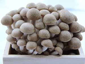 嘉義、南投是種植菇類最多的產地